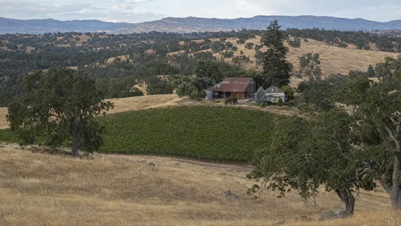 Amador County, California: Golden grassland with blue oaks, a small vineyard, farmhouse and barn; distant mountain ridge
