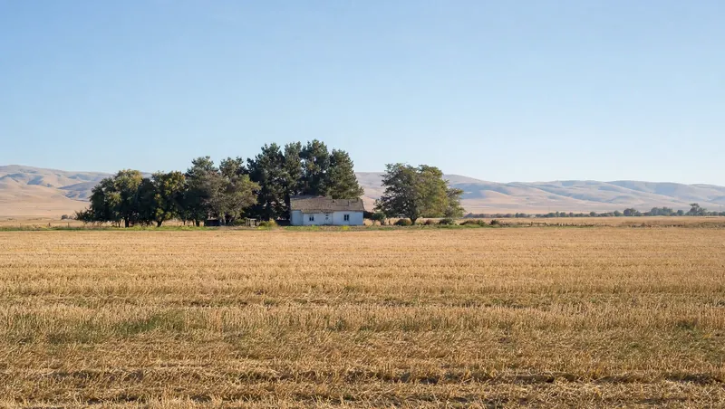 Kings County, California: Flat dry golden fields; farmhouse with a windbreak; low hills far away