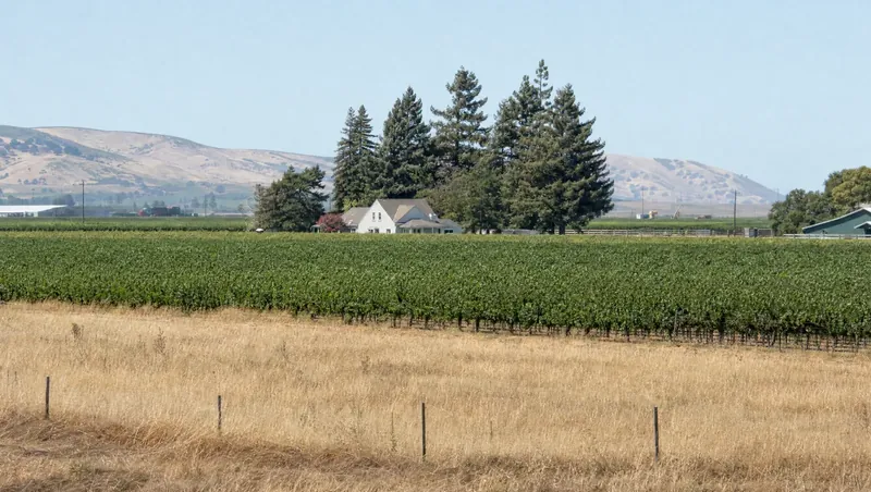 San Joaquin County, California: Flat farmland and vineyards with dry grass edges; farmhouse behind a row of windbreak trees