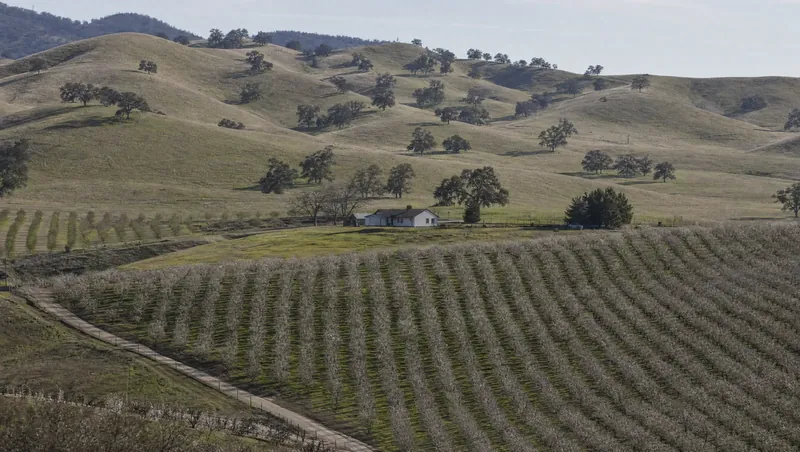 Stanislaus County, California: Grassland with scattered oaks meeting almond orchards; farmhouse